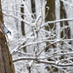 bird on a snowy tree
